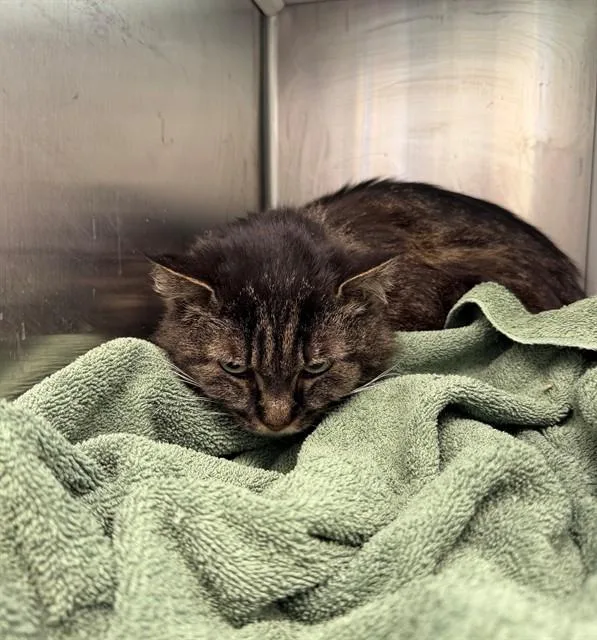 An adult small-sized female Domestic Long Hair cat named Gracie for adoption in Brighton, CO