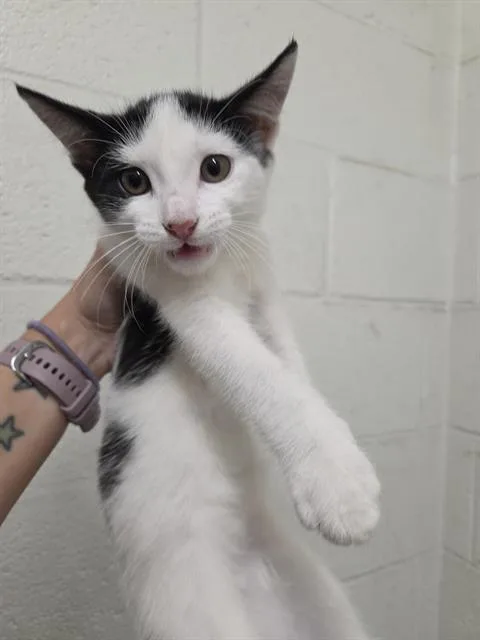 A baby small-sized female Domestic Short Hair cat named Allie for adoption in Chula Vista, CA