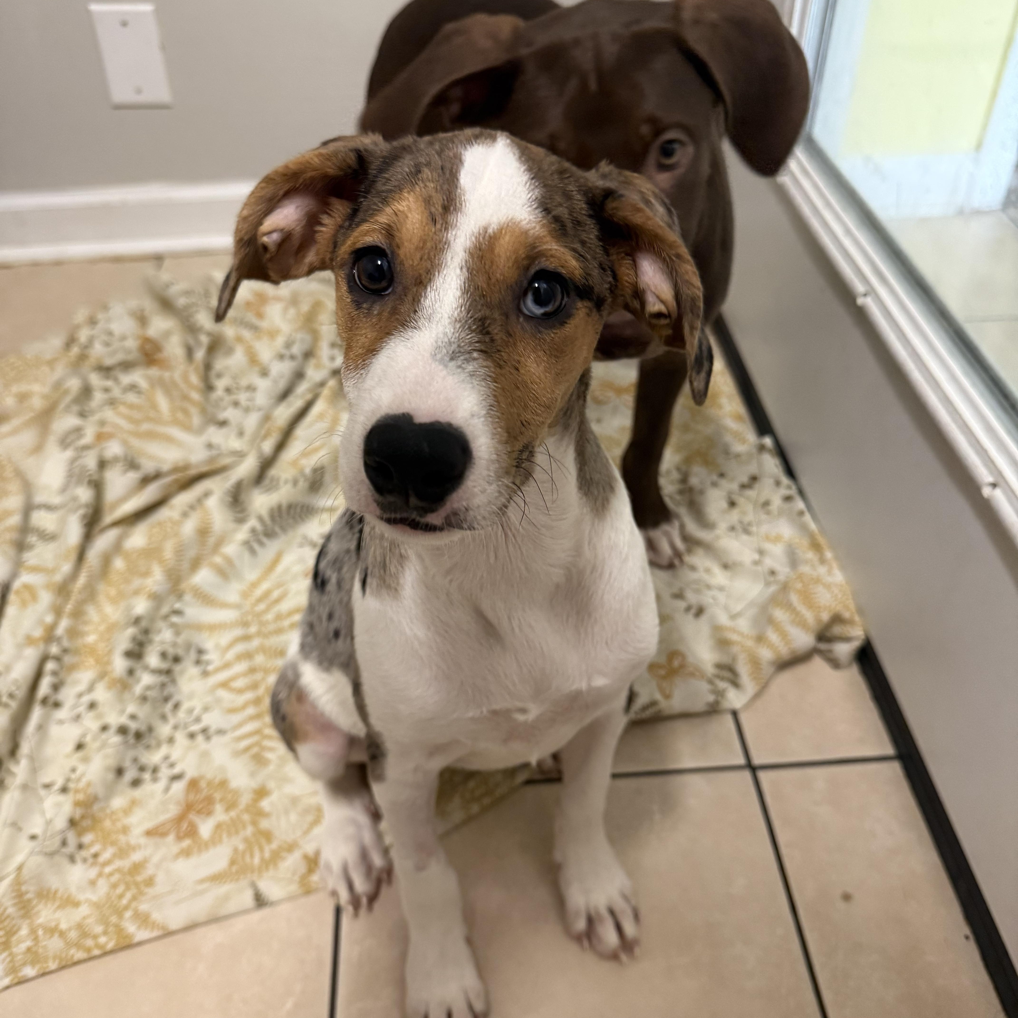 A baby small-sized female Tricolor (Brown, Black, & White) Hound dog named Neyland for adoption in Hendersonville, TN