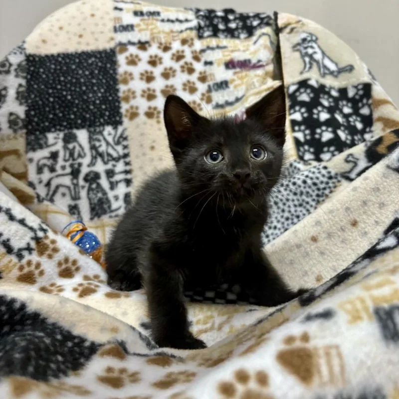 A baby small-sized male Black Domestic Short Hair cat named Wings for adoption in Fort Collins, CO
