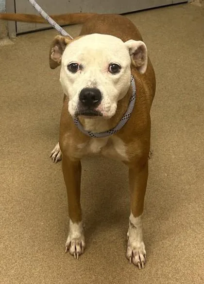 An adult small-sized unknown Mixed Breed dog named Cashew for adoption in Chamblee, GA
