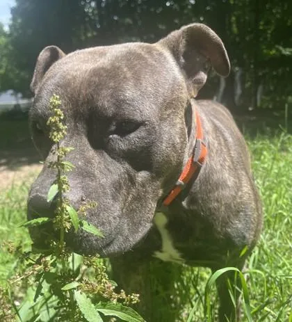 Tyson