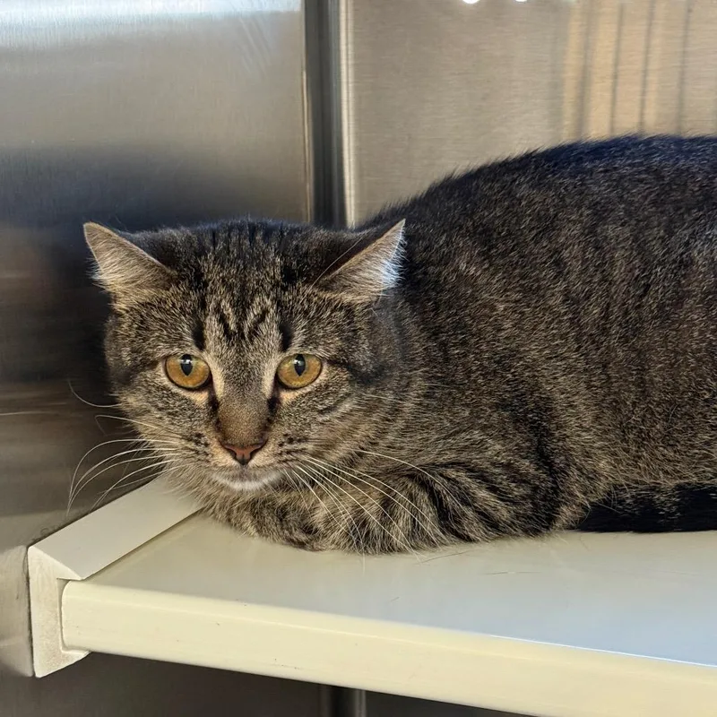 Minnie Nm thumbnail 2