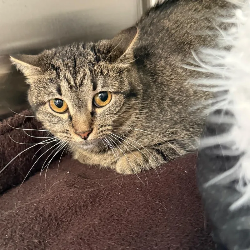 Minnie Nm thumbnail 3