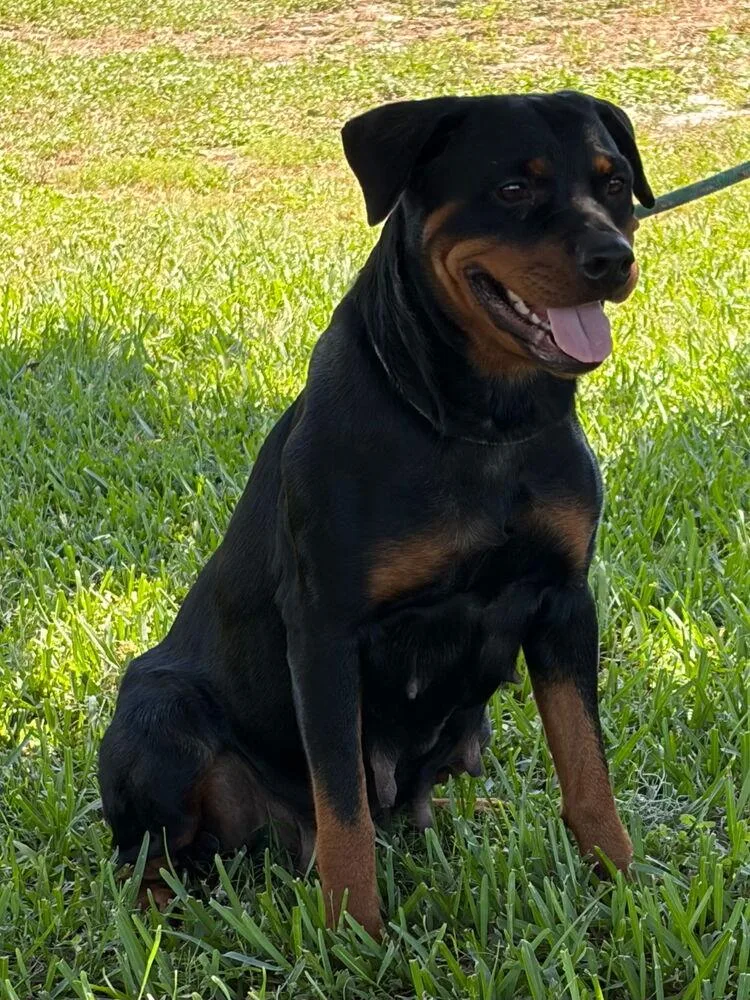 An adult large-sized female Tricolor (Brown, Black, & White) Rottweiler dog named Hope for adoption in Lakeland, FL