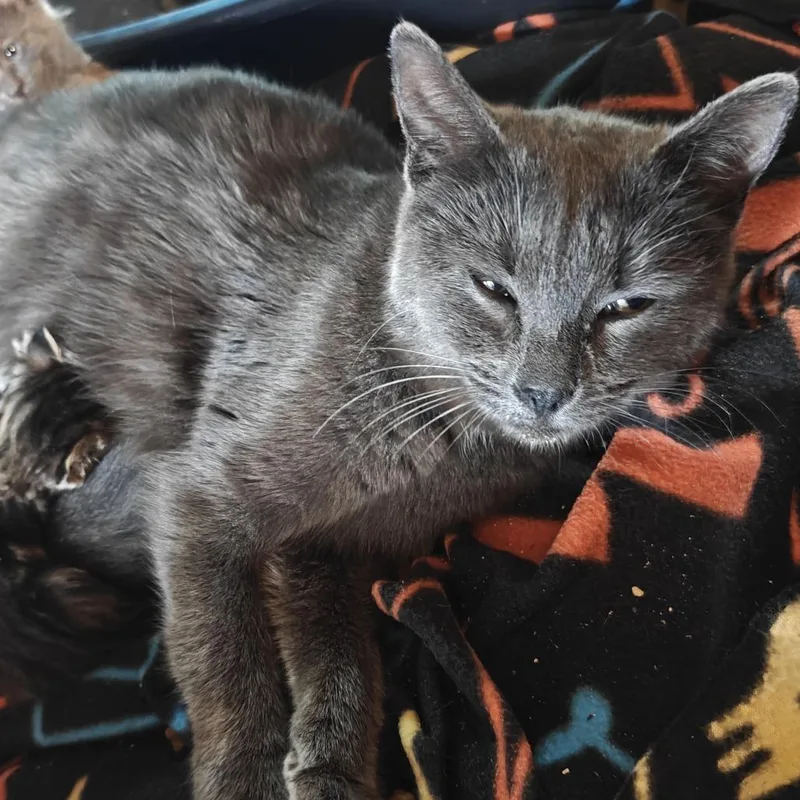 An adult medium-sized female Gray / Blue / Silver Domestic Short Hair cat named Violet C for adoption in Princeton, MN