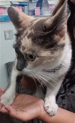 An adult medium-sized female Domestic Short Hair cat named Msg for adoption in Los Angeles, CA