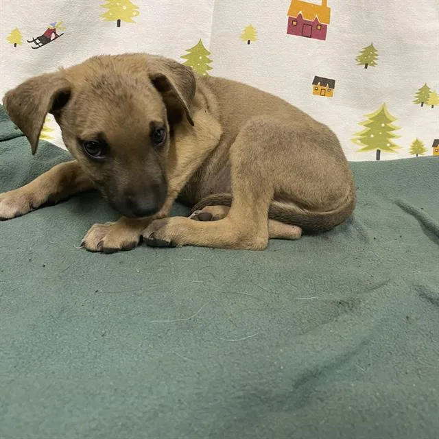 A baby small-sized male German Shepherd Dog dog named Pickle for adoption in Modesto, CA