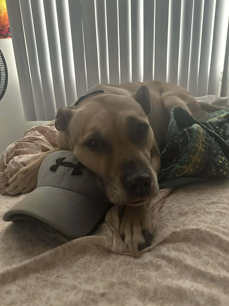 Nilah~ Courtesy thumbnail 2