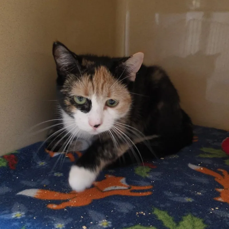 A baby medium-sized female Calico Calico cat named Eye Patch for adoption in Clarksville, VA