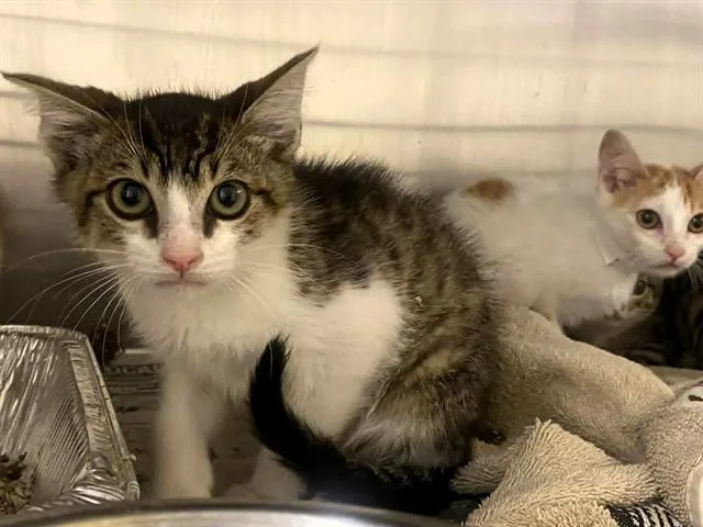 A baby small-sized male Domestic Short Hair cat named Elvis for adoption in Tustin, CA