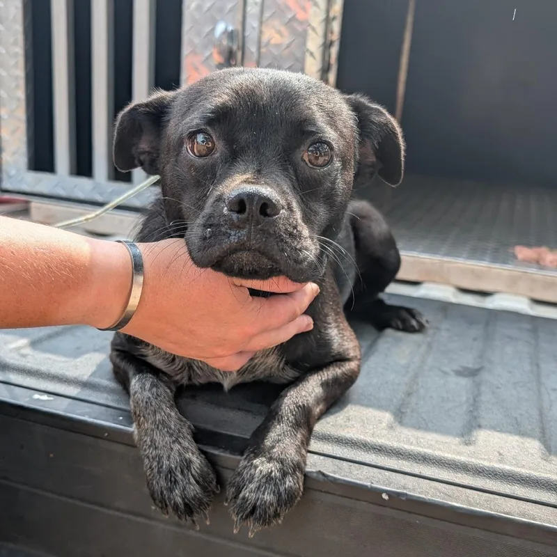 An adult small-sized female Black Pug dog named Matilda for adoption in Buchanan Dam, TX