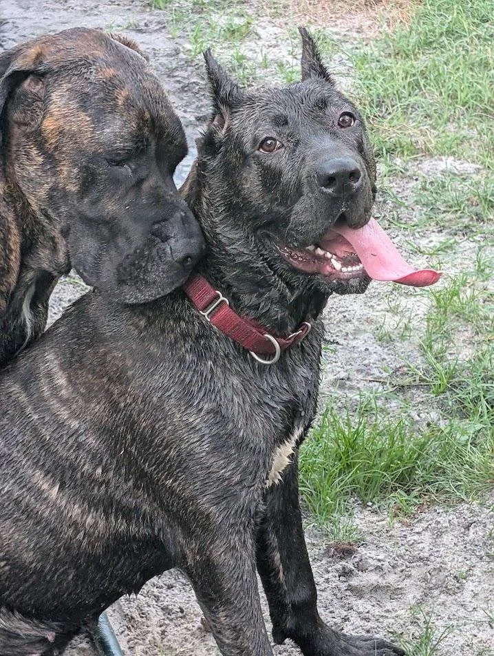 A young extra large-sized female Brindle Presa Canario dog named Lady Genevieve for adoption in Lakeland, FL