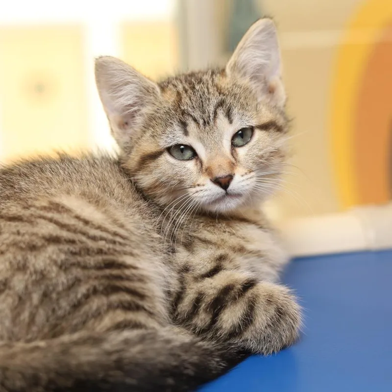A baby small-sized female Brown / Chocolate Domestic Short Hair cat named Tikka Masala for adoption in Evansville, IN