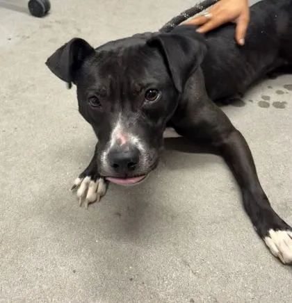 An adult medium-sized female Mixed Breed dog named Angela for adoption in West Chester, PA