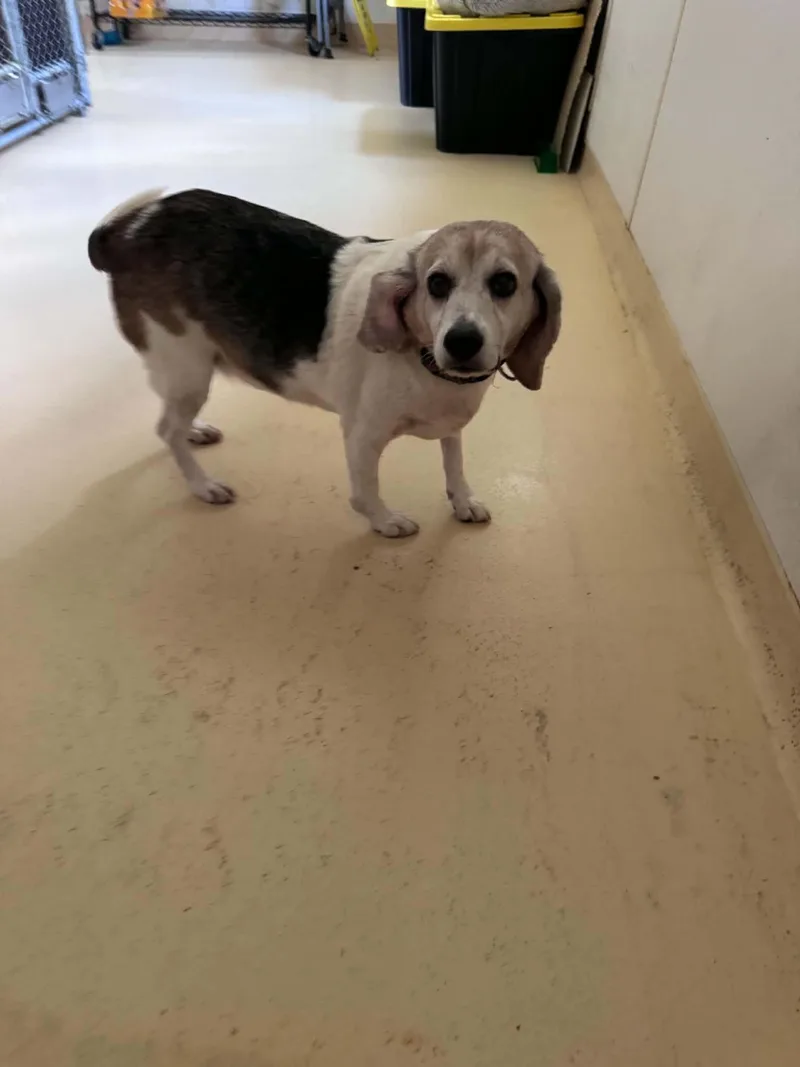 Pip