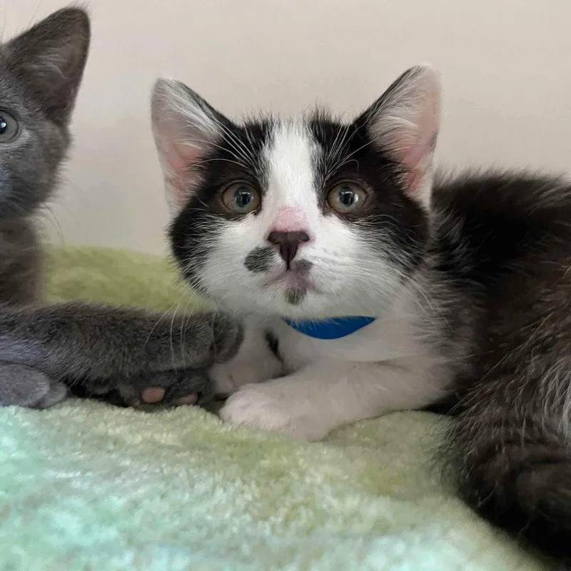 A baby small-sized female Black Domestic Short Hair cat named Baby Jane for adoption in Oakland, CA