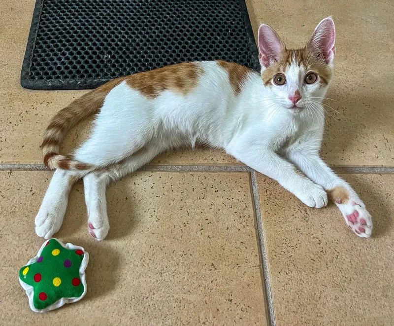 A baby medium-sized male Orange & White Domestic Short Hair cat named Spencer for adoption in Lighthouse Point, FL