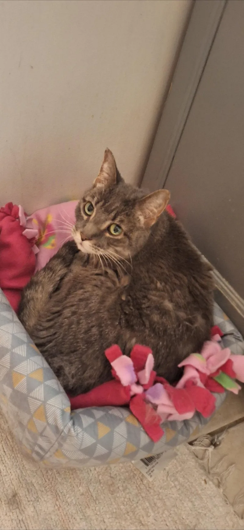 An adult medium-sized male Gray / Blue / Silver Domestic Short Hair cat named Dink for adoption in Wheaton, IL