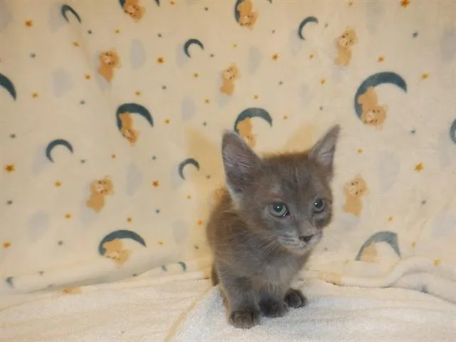 A baby small-sized male Domestic Short Hair cat named Soren for adoption in San Jose, CA