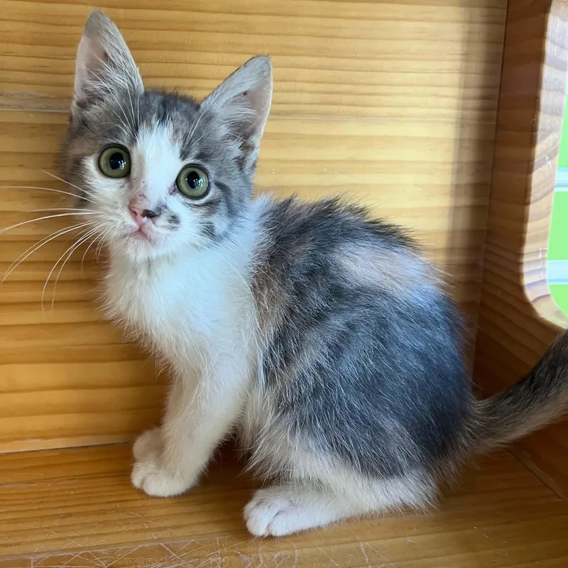 A young medium-sized female Dilute Calico Domestic Short Hair cat named Mara for adoption in Tyler, TX
