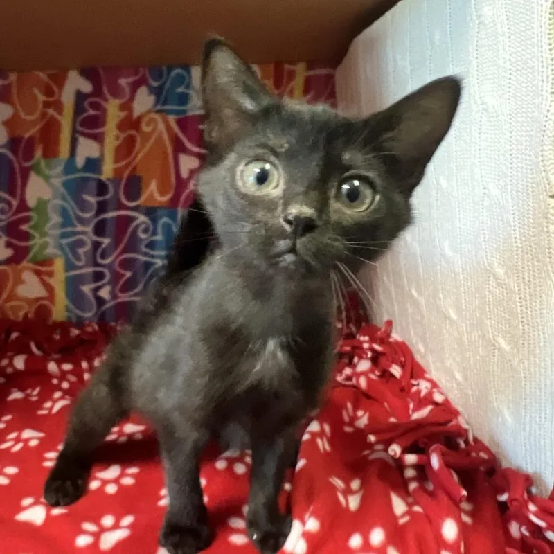 A baby small-sized female Black Domestic Medium Hair cat named Boo for adoption in Naples, FL