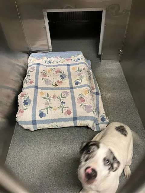 A young large-sized female Pit Bull Terrier dog named Sasha for adoption in Dallas, TX