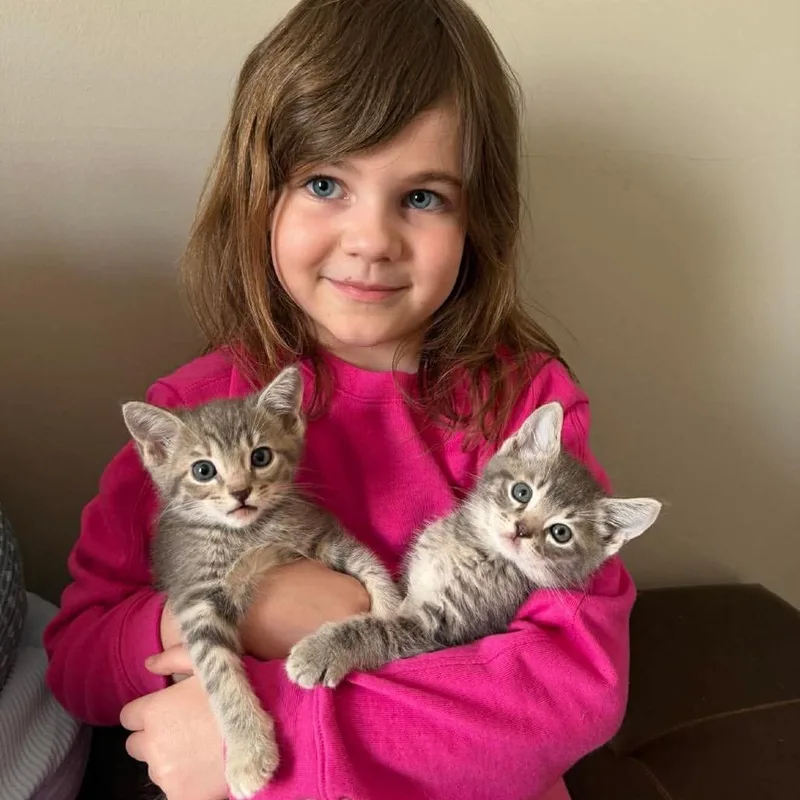 A baby small-sized female Gray / Blue / Silver Domestic Short Hair cat named Lucky Charms for adoption in Jarrettsville, MD