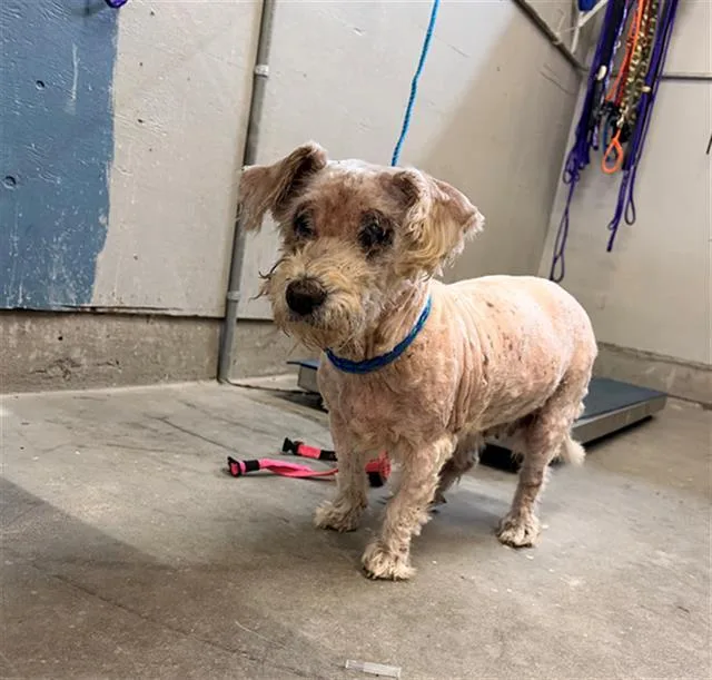 A senior small-sized female Poodle dog named Sophia for adoption in Camarillo, CA