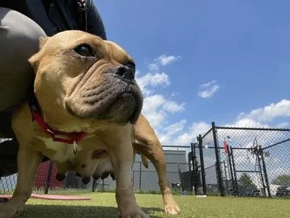 An adult large-sized female Mixed Breed dog named Lilac for adoption in West Chester, PA