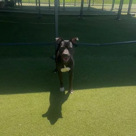 Lola  Buster