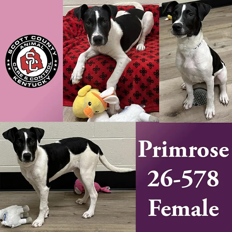 A young large-sized female Labrador Retriever dog named Primrose for adoption in Georgetown, KY