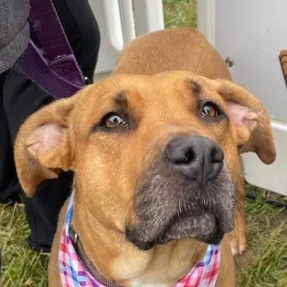 An adult large-sized female Mixed Breed dog named Dayta for adoption in Westland, MI