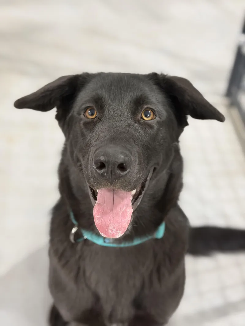 A baby medium-sized female German Shepherd Dog named Bear for adoption in Kalkaska, MI