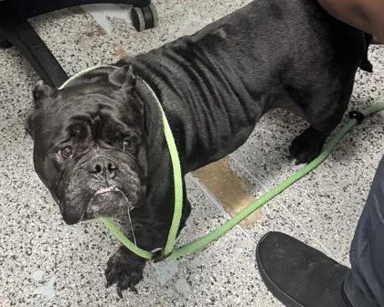 An adult large-sized female Mixed Breed dog named Lida for adoption in West Chester, PA