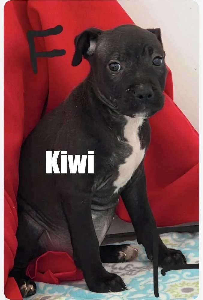 A baby medium-sized female Pit Bull Terrier dog named Kiwi for adoption in Irwin, PA