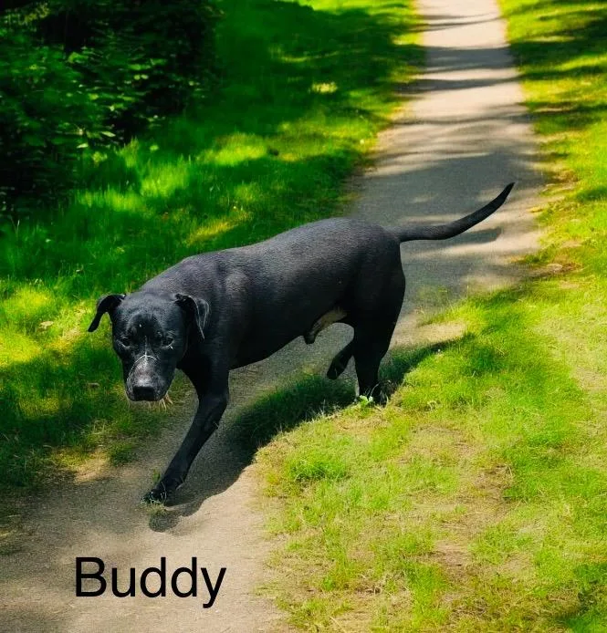 Buddy