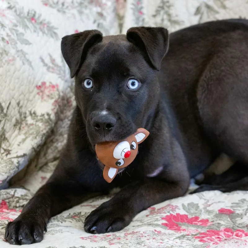 A baby small-sized male Black Mixed Breed dog named Moon for adoption in Cartersville, GA