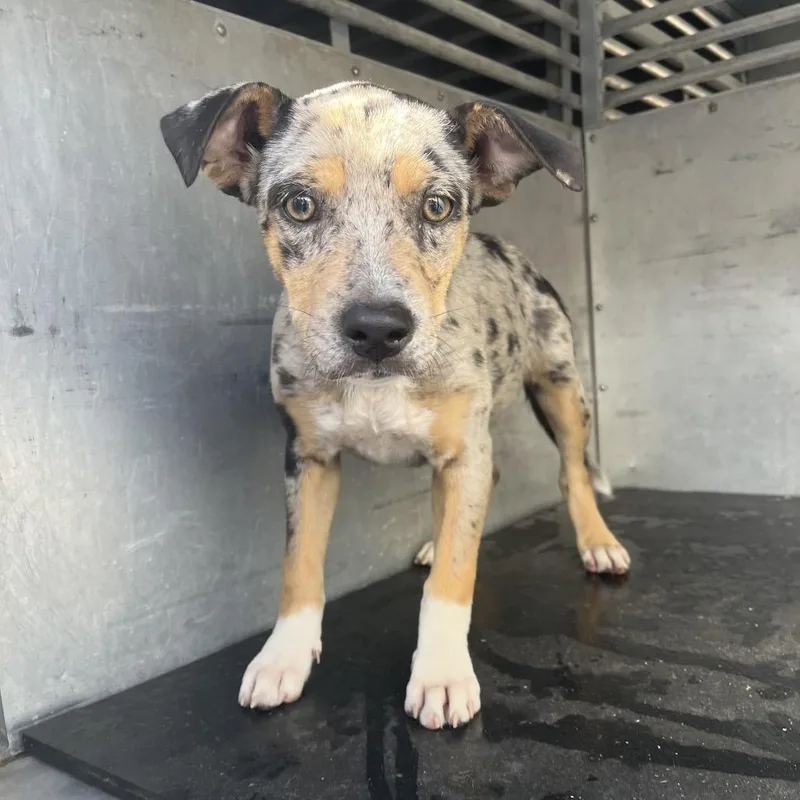 A young small-sized female Cattle Dog dog named Lucy Goosey for adoption in Edinburg, TX