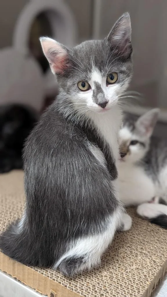A baby medium-sized male Domestic Medium Hair cat named Scooter for adoption in Shoreline, WA