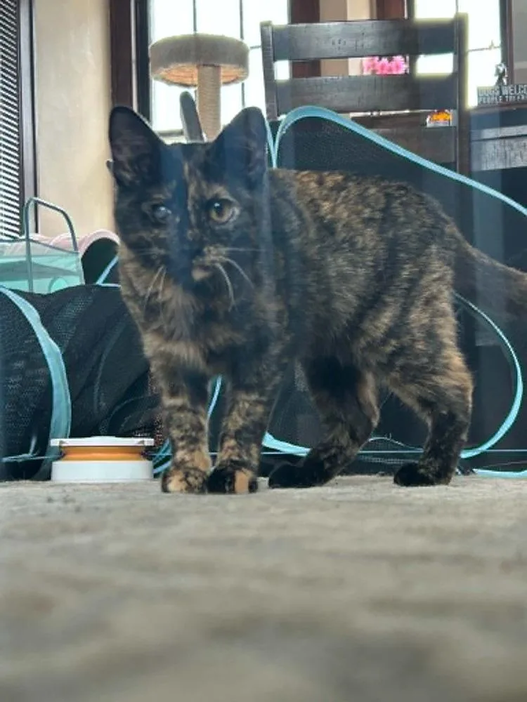 An adult small-sized female Domestic Short Hair cat named Bean for adoption in Plymouth, MN