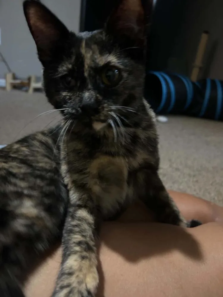 Bean thumbnail 5
