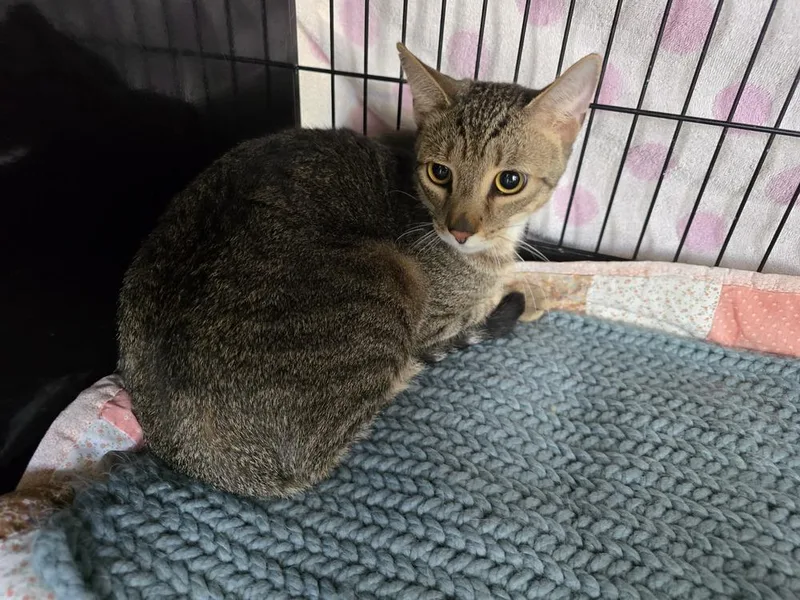 An adult medium-sized male Tabby (Brown / Chocolate) Domestic Short Hair cat named Prince Charming for adoption in Southbury, CT