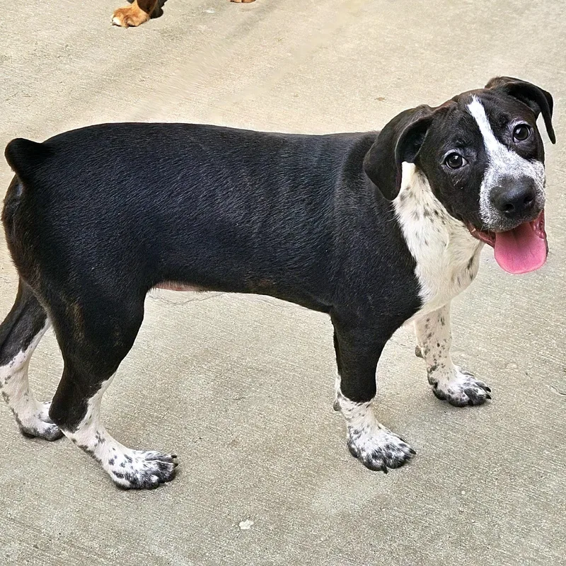 A baby medium-sized male Brindle Boston Terrier dog named Colby for adoption in Chicago, IL