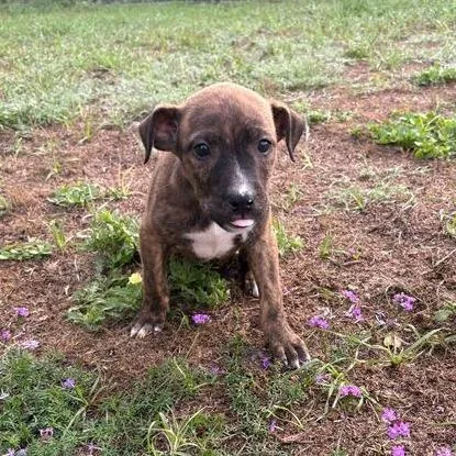 A baby small-sized female Brindle Pit Bull Terrier dog named Bluebell for adoption in Buffalo, MN
