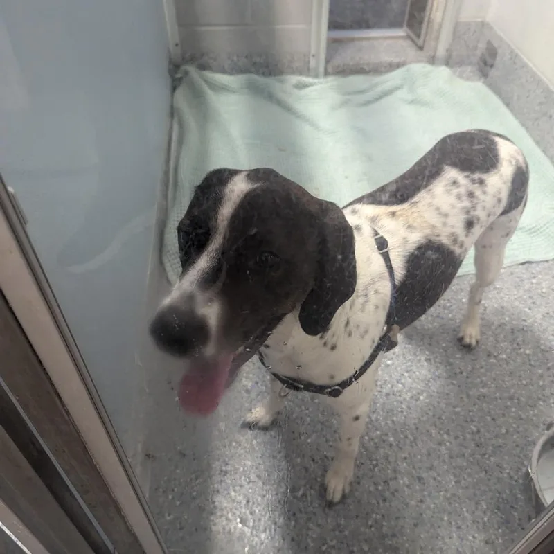 An adult medium-sized male Beagle dog named Biko for adoption in Charlottesville, VA