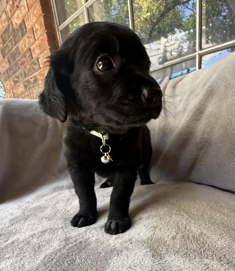 A baby large-sized female Black Golden Retriever dog named Kiwi for adoption in Warr Acres, OK