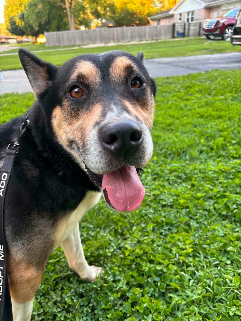 An adult large-sized male Akita dog named Paintbrush for adoption in Speedway, IN