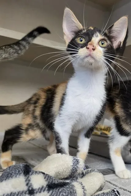 A baby medium-sized female Domestic Short Hair cat named Manitoba for adoption in Cookeville, TN