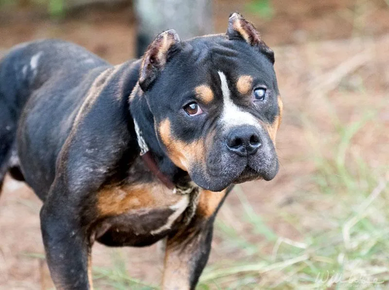 An adult medium-sized male Tricolor (Brown, Black, & White) Pit Bull Terrier dog named Tyson for adoption in Monroe, GA